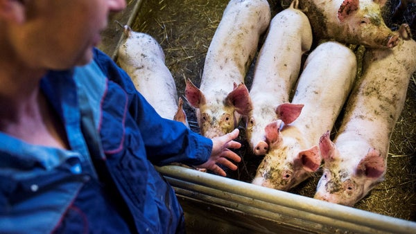 Bönderna är rekordglada – men Trumps tullar oroar​​