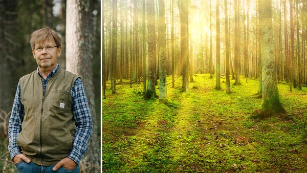 Sverige är en skog​​