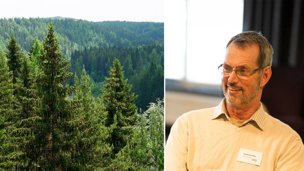 Skogen – en av Sveriges viktigaste klimatlösningar​​