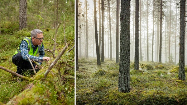 Ny naturvårdsstrategi från SCA sätter biologisk mångfald och klimat i fokus​​