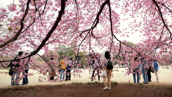 Färggrann folkfest i Tokyo​​