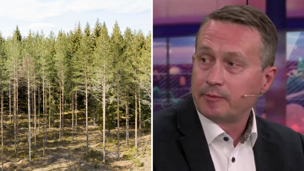 Förvaltaren om Stora Ensos skogsaffär: ”Ytterligare en bekräftelse”​​