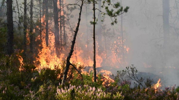 Brandrisken plågar skogsägare: ”Ett normalläge”​​