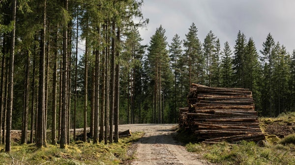 Skogen är mer än en kolsänka​​