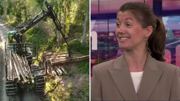 Förvaltningschefen om Stora Ensos skogsförsäljning: ”Vi blev väldigt glada””​​