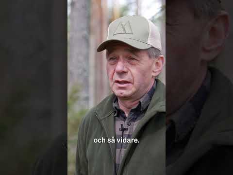 Svamp förstör virke för miljarder om året