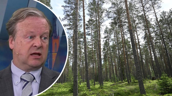 Valutaeffekt för skogsindustrin: ”Kommer bli tufft”​​