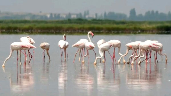 Flamingos skapar kaos bland Italiens risbönder​​