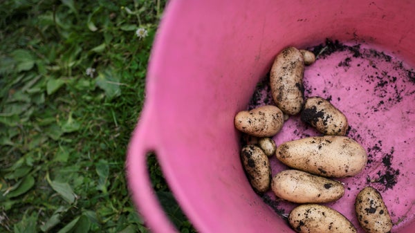Miljoner för ett halvt kilo potatis​​