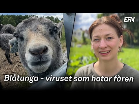 Blåtunga hotar svenskt lantbruk – regeringen utreder stöd
